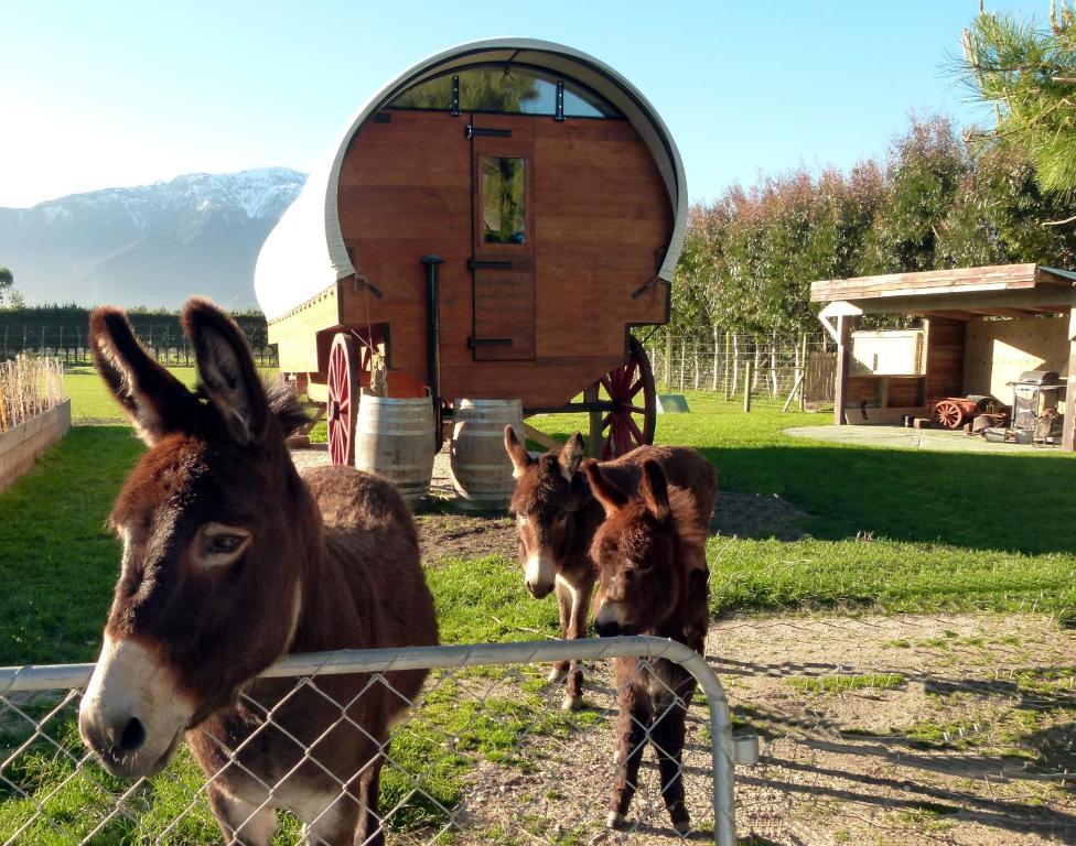 Wacky Stays - unique farm-stay glamping rentals, FREE animal feeding tours - Resim 13