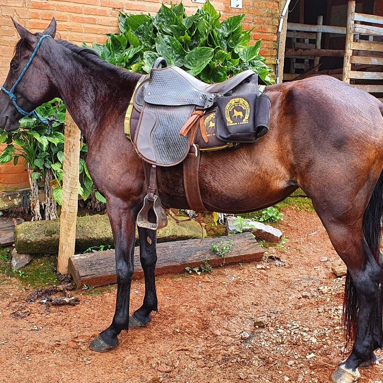  Casarão Haras do Alferes