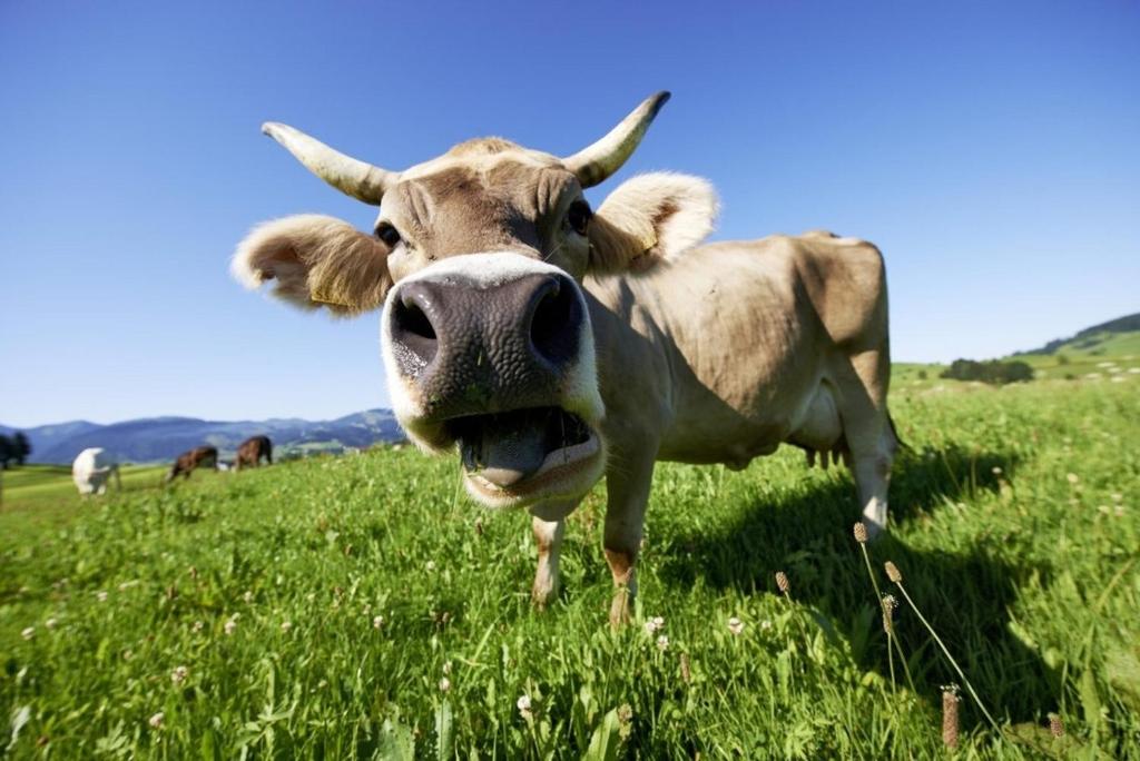 Zvířata v penzionu nebo okolí