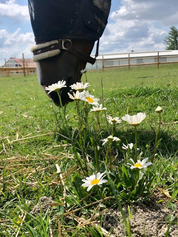 Vonkajšia záhrada v ubytovaní KARÁM Vendégház és Lakásétterem