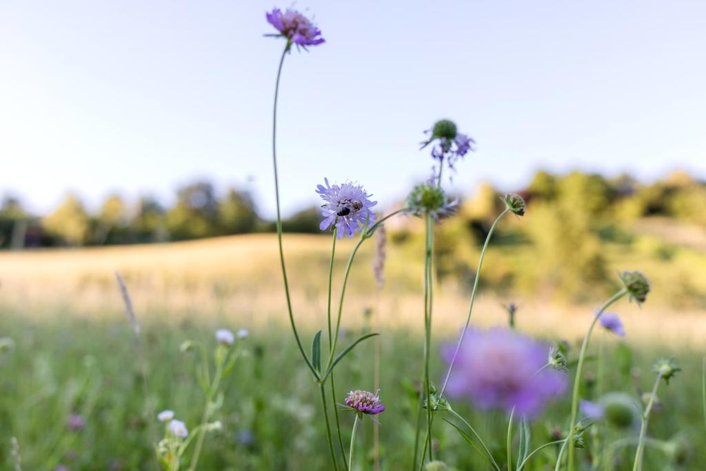 Zahrada ubytování Glamping - Hayrack Vesel