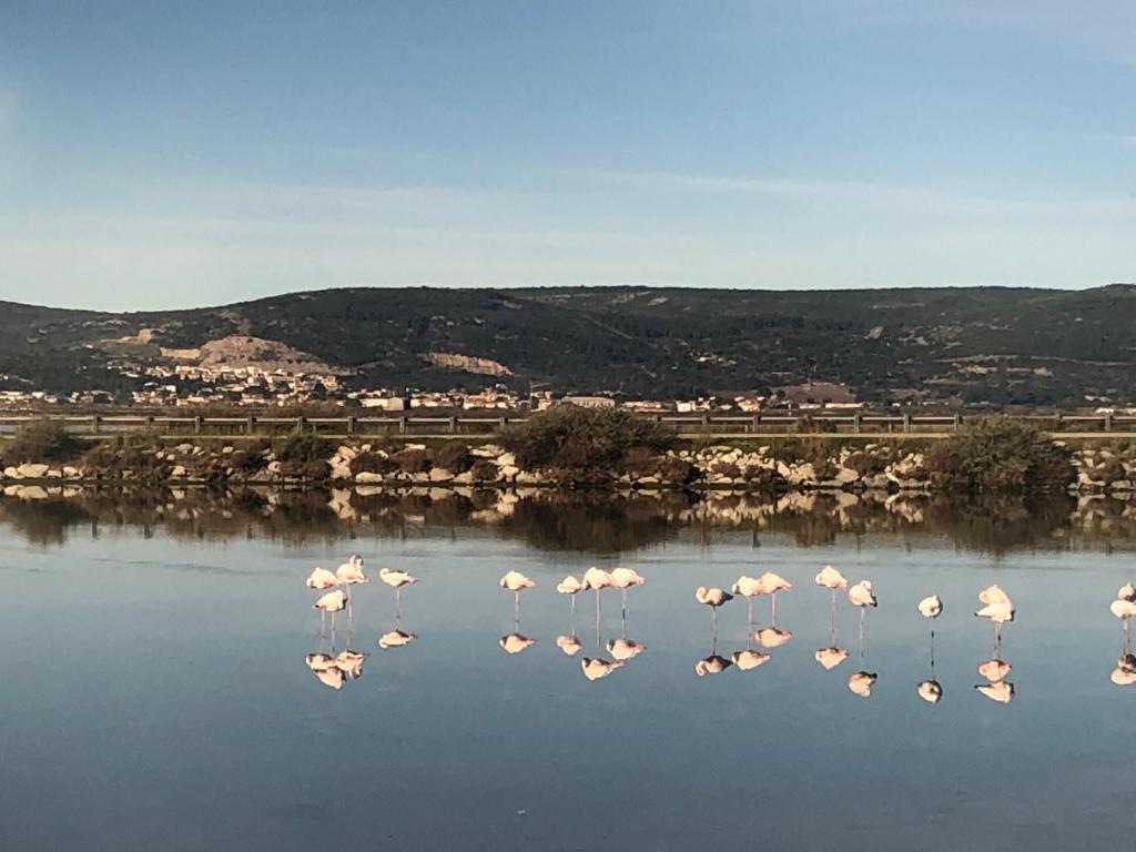 eine Gruppe Flamingos, die im Wasser stehen in der Unterkunft FLAMANTS ROSES 1 pers 6 in Frontignan