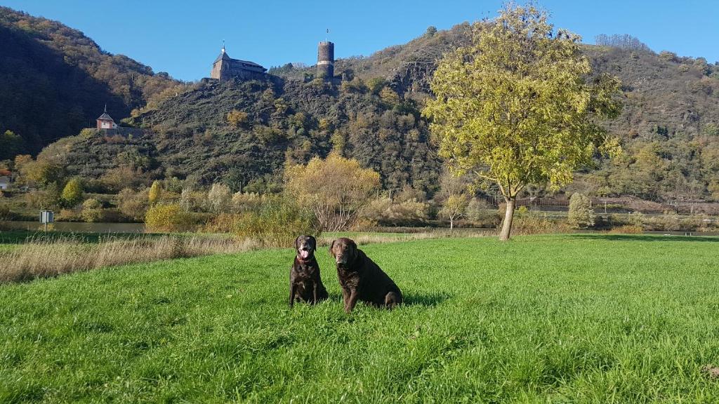two dogs sitting in a field with a mountain in the background at Ferienhaus Leopold mit Burgblick an der Mosel in Burgen