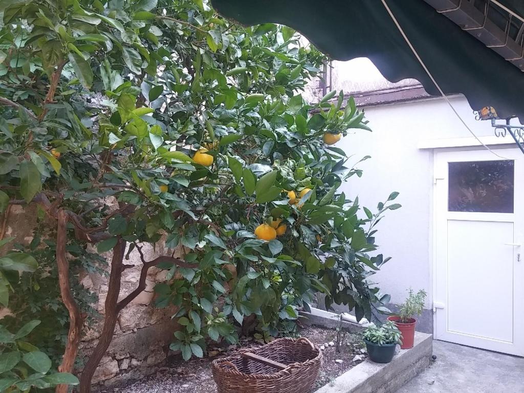 Zahrada ubytování Guesthouse Dante