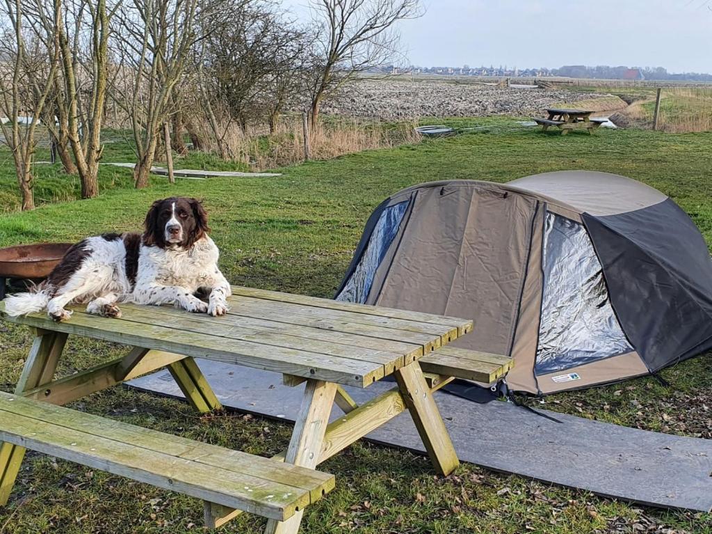 a dog laying on a picnic table next to a tent at Basic 2p tent Sotterum in Cornwerd