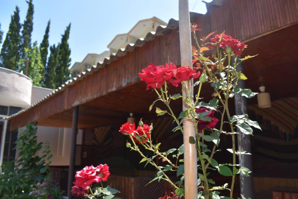 Zahrada ubytování Terko hotel pansiyon