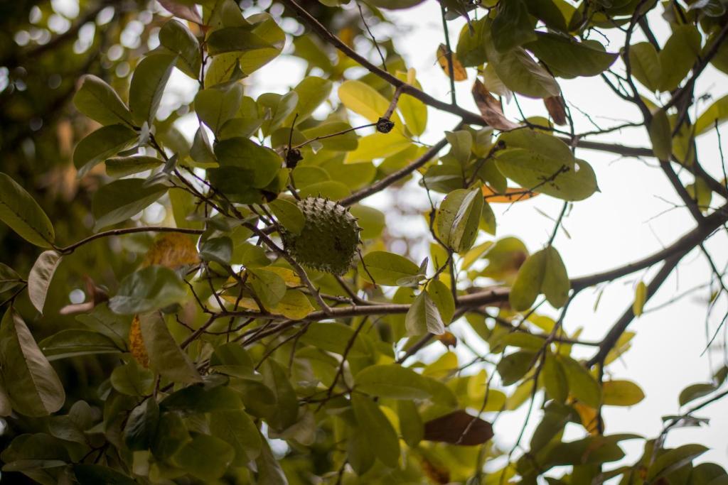 Entre Bosques Tayrona