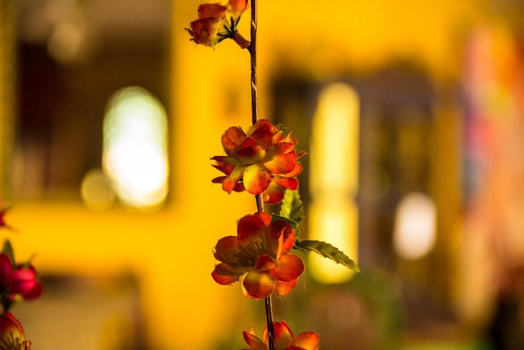 Fotografie z fotogalerie ubytování Posada las Margaritas v destinaci Guadalajara
