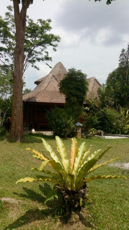 Zahrada ubytování Orangutan Bungalow