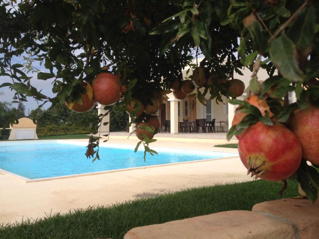 an apple tree in front of a swimming pool at Villa Bulcrini in Sant' Isidoro