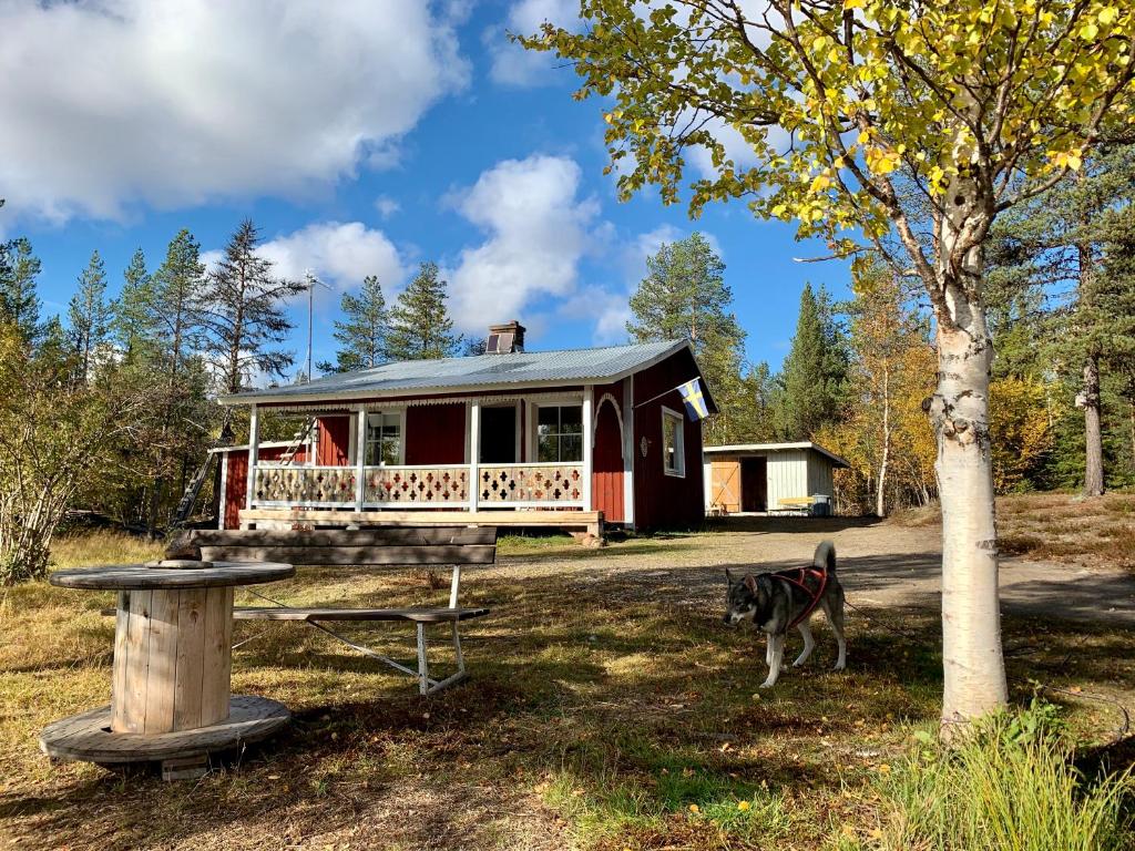 un chien debout devant une cabine rouge dans l'établissement Wilderness in off-grid cabin in Lapland, à Nattavaara