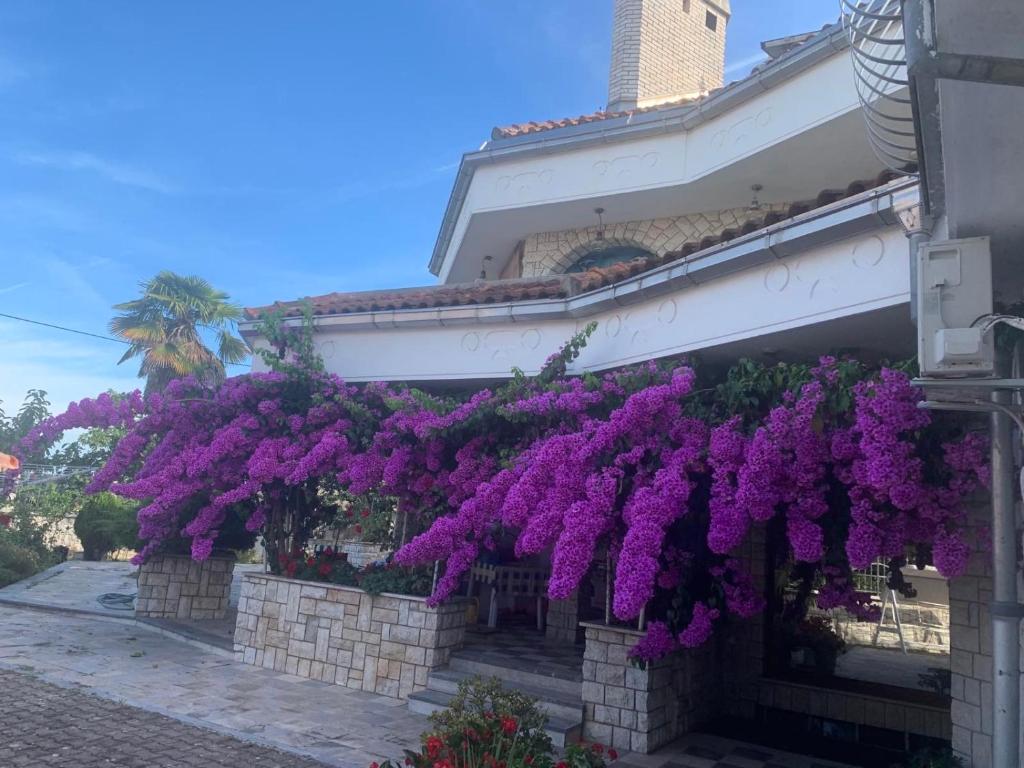 a bunch of purple flowers hanging from a building at Villa Purić in Rovinj