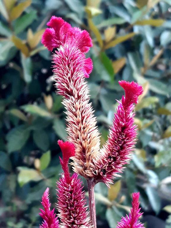  CHALÉ DAS FLORES - VALE DO CAPÃO