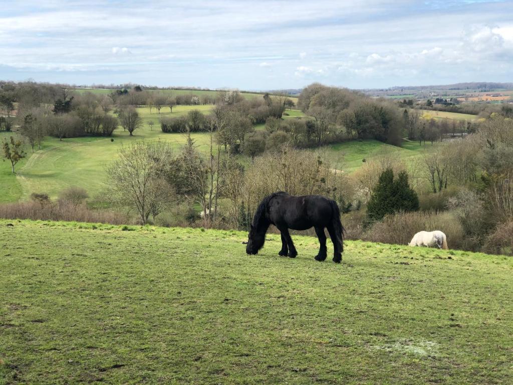 a black horse grazing in a field of grass at Chambres d&#39;hôtes Saint Jean in Nogent-le-Rotrou