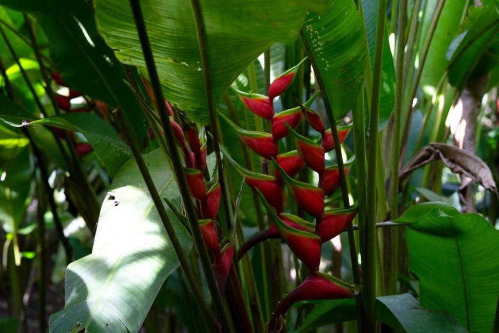 Taman di luar Ecoglamping Reserva Natural Paraíso Andino