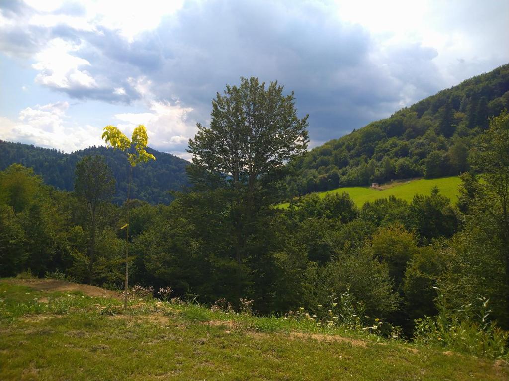 Przyroda w pobliżu tego domu w stylu alpejskim