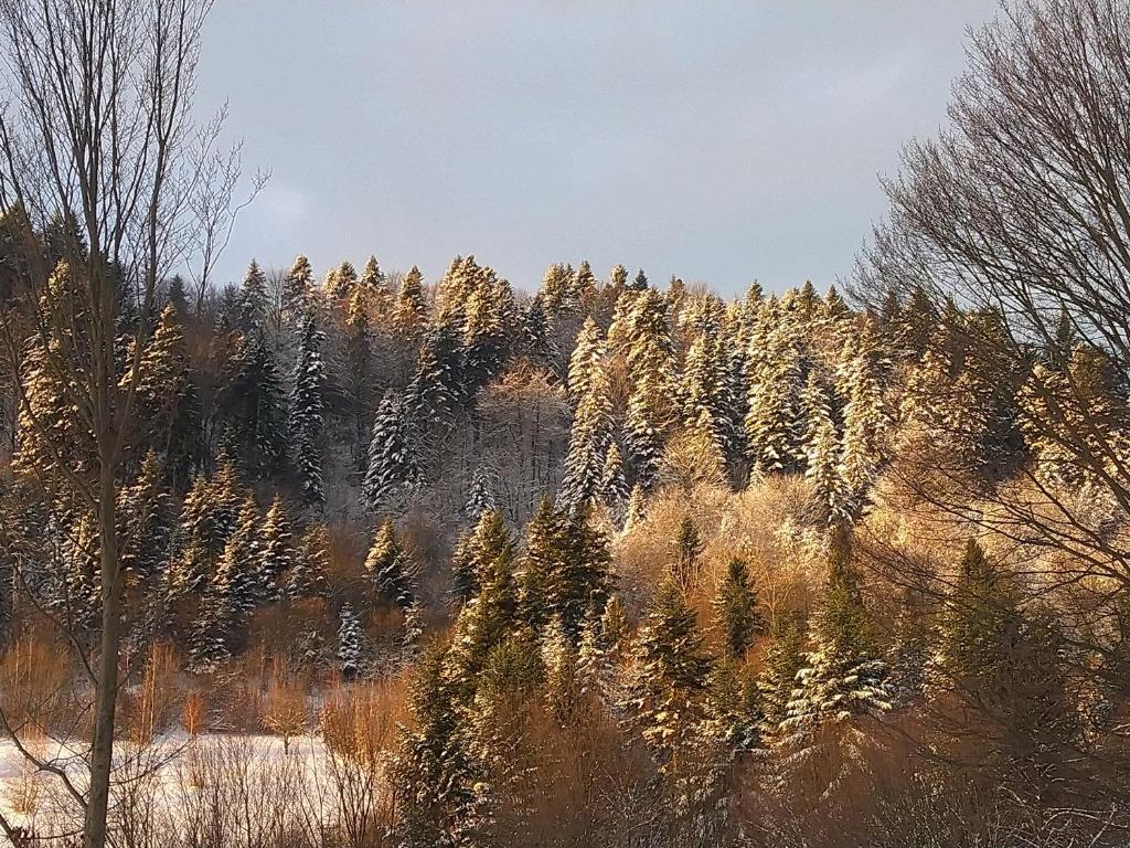 Przyroda w pobliżu tego domu w stylu alpejskim