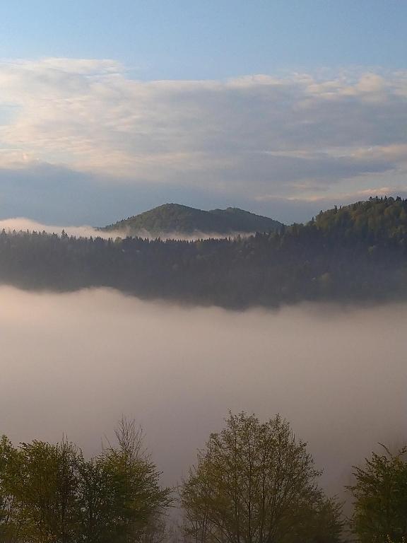 Przyroda w pobliżu tego domu w stylu alpejskim