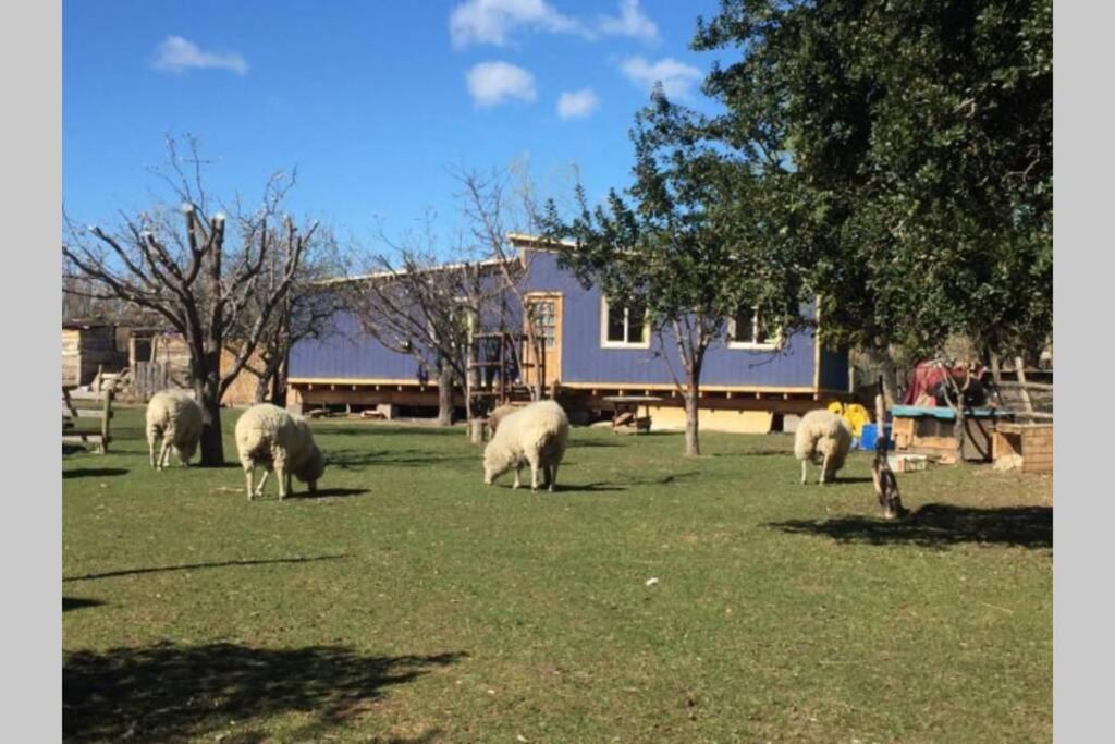 eine Herde Schafe, die auf einem Grasland weiden in der Unterkunft Beautiful cabin in Patagonia Chile. in Chile Chico