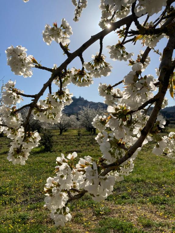 um ramo de uma árvore com flores brancas em Rose em Bonnieux