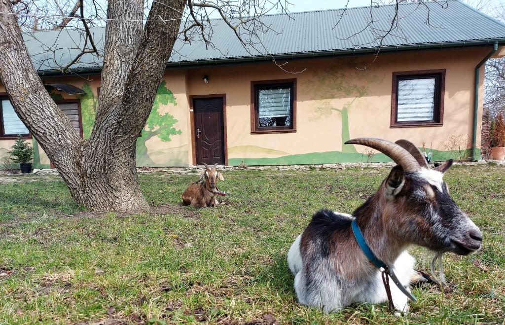 Zvieratá v apartmáne alebo blízkom okolí