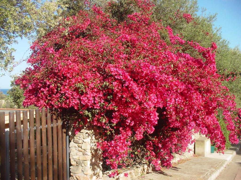un grande cespuglio di fiori rosa su una recinzione di Casa a 300mt.dal mare CalaSinzias, 6 letti, AC, Pets welcome, Wi-Fi free a Villasimius