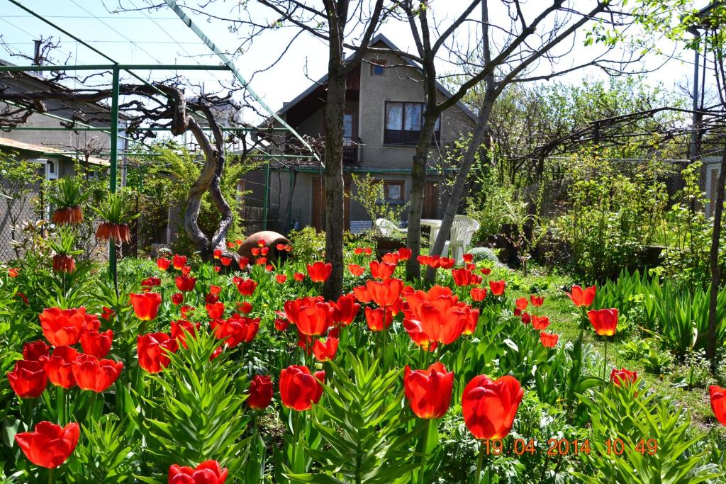 a garden of red flowers in front of a house at Milorava's Guest House & Wine Cellar in Telavi