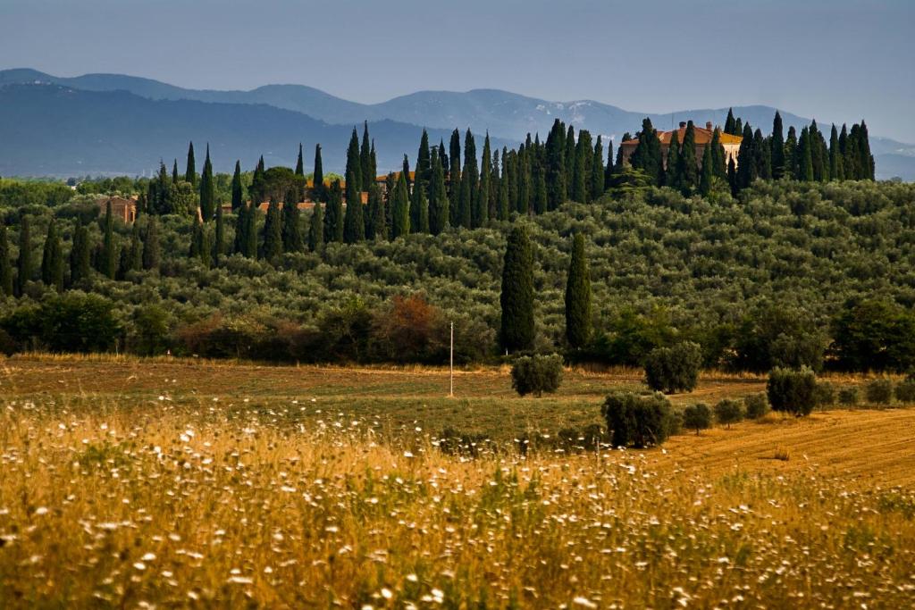 un campo con árboles en el fondo y un campo con flores en Tenuta di Poggio Cavallo, en Istia dʼOmbrone