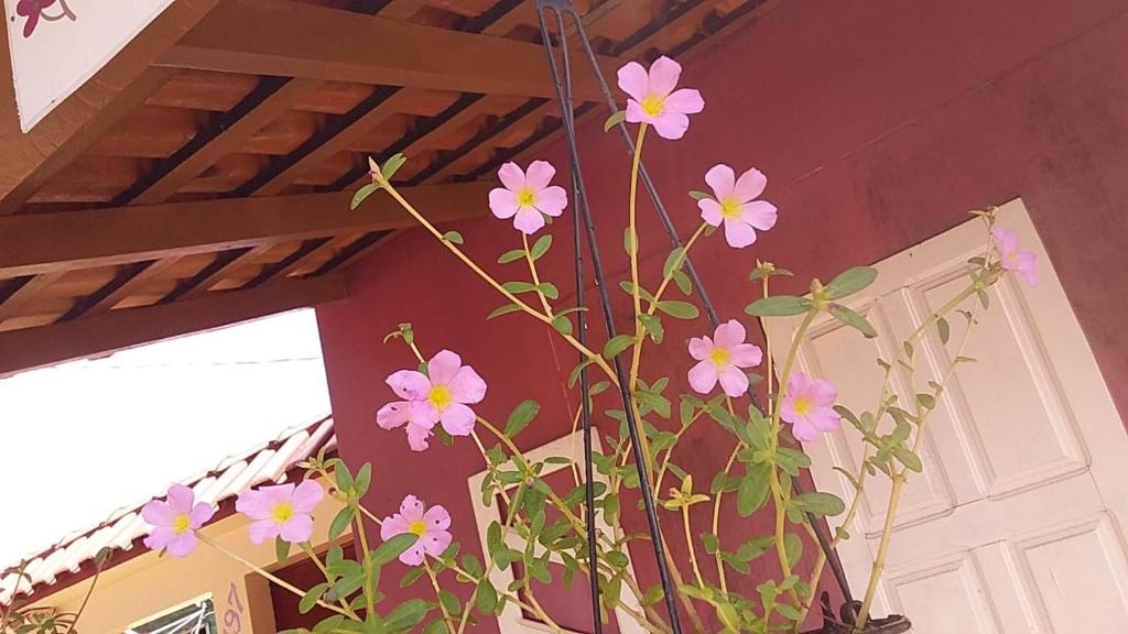  FLOR DA VILA