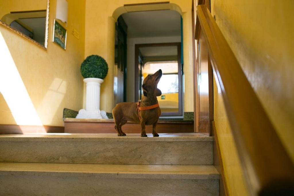 Animal ou animaux domestique(s) séjournant avec des clients dans l'établissement Rex Hotel Residence