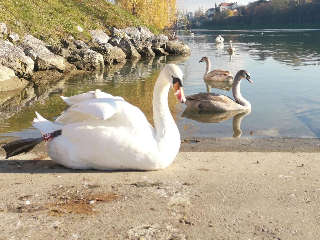 Zvířata v apartmánu nebo okolí