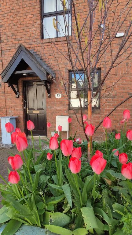 Un mazzo di fiori rossi di fronte a un edificio di mattoni di Liberty Townhouses a Dublino