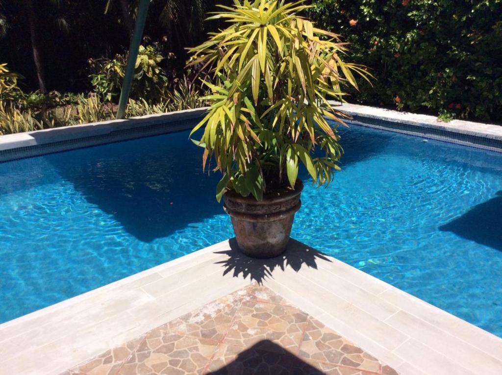 a plant in a pot next to a swimming pool at Villas Casa Carlos in La Abuela