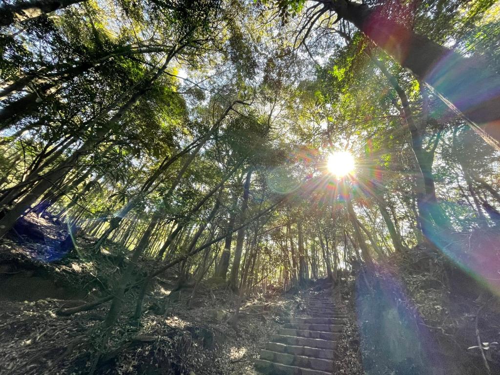 a path in a forest with the sun shining through the trees at Miyajima Morinoyado in Miyajima