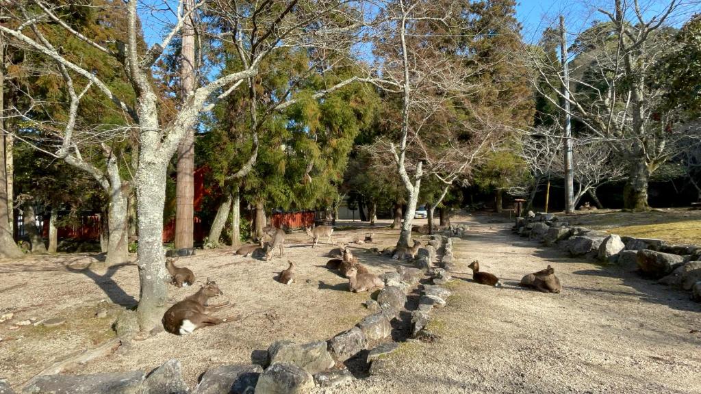 a group of monkeys sitting on the ground near trees at Miyajima Morinoyado in Miyajima