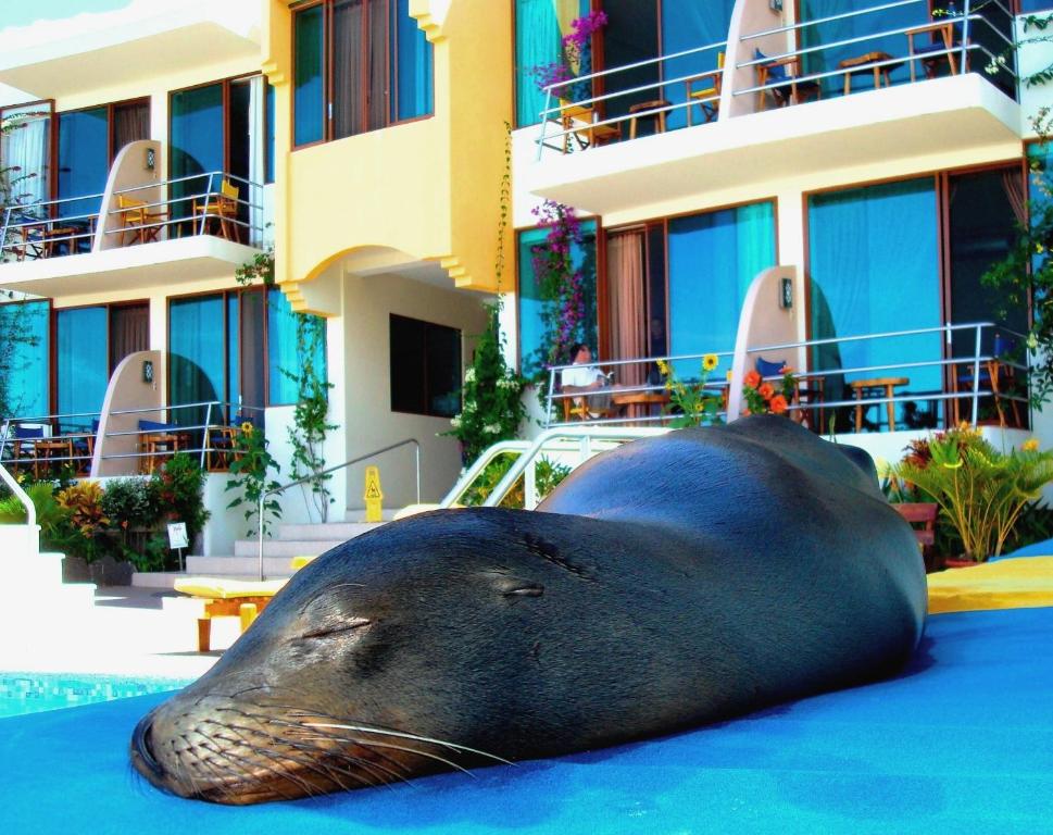 Fotografie z fotogalerie ubytování Hotel Solymar v destinaci Puerto Ayora