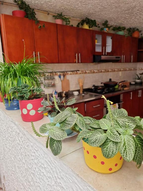 three potted plants sitting on a counter in a kitchen at Tatami Hostel in Bucaramanga