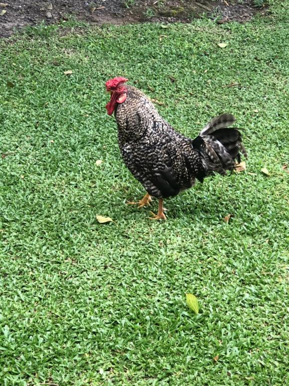  Fazenda Angelin