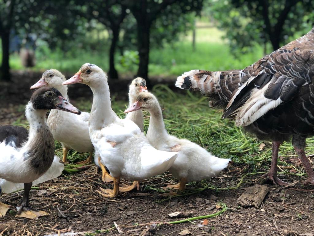  Fazenda Angelin
