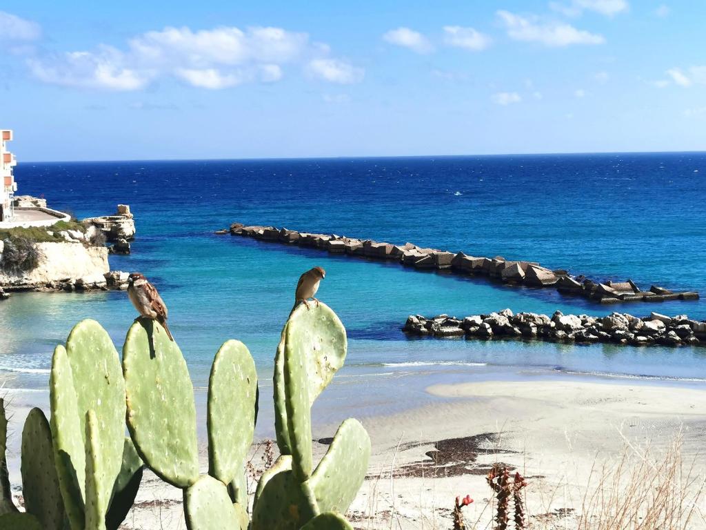 two birds sitting on top of a cactus on a beach at Nel cuore di Otranto in Otranto