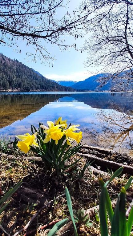 Une bande de fleurs jaunes devant un lac dans l'établissement studio résidence la Mauselaine la perle des Vosges, à Gérardmer