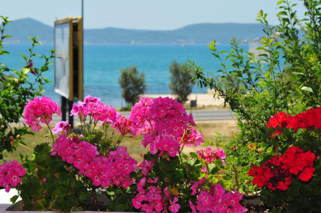 un mazzo di fiori rosa con l'oceano sullo sfondo di Guest House Ero a Sukošan (San Cassiano)