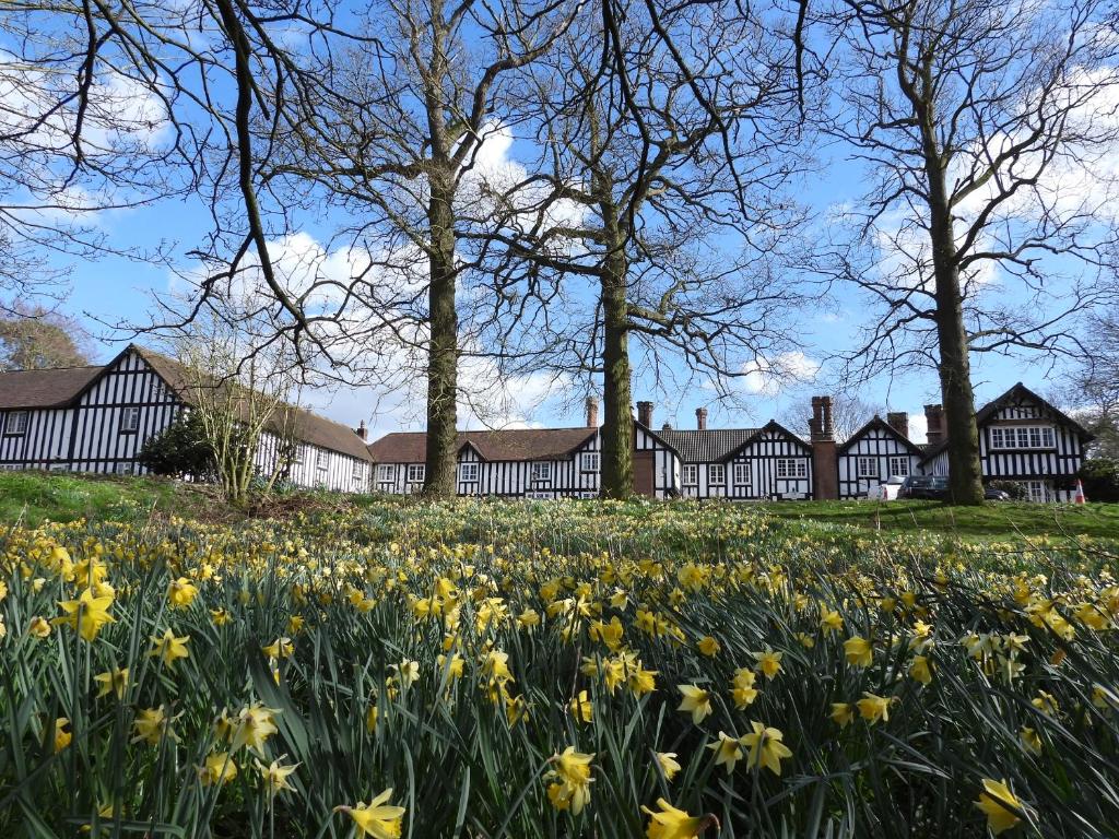 un champ de daffodils devant un bâtiment dans l'établissement The White Pheasant, à Lenwade