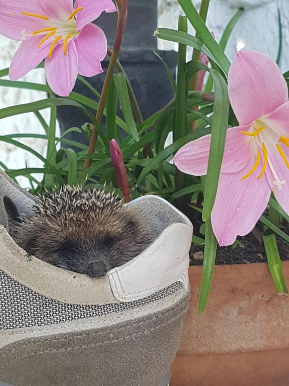 Fotografie z fotogalerie ubytování B&B Fontanella v destinaci Curno