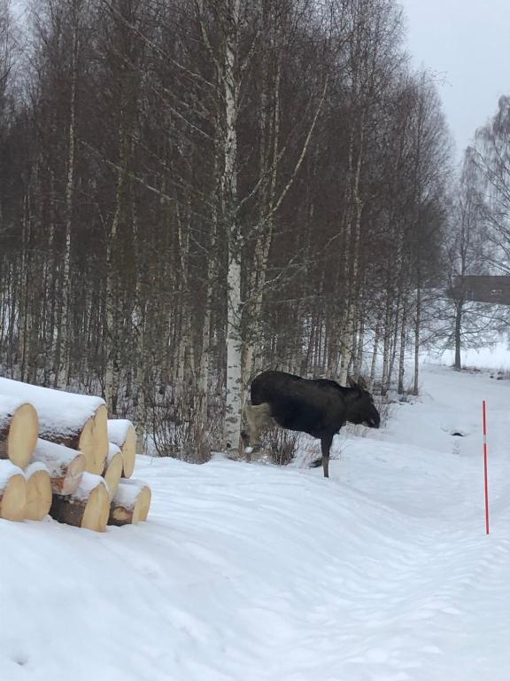 Trevlig stuga nära Hovfjället v zimě