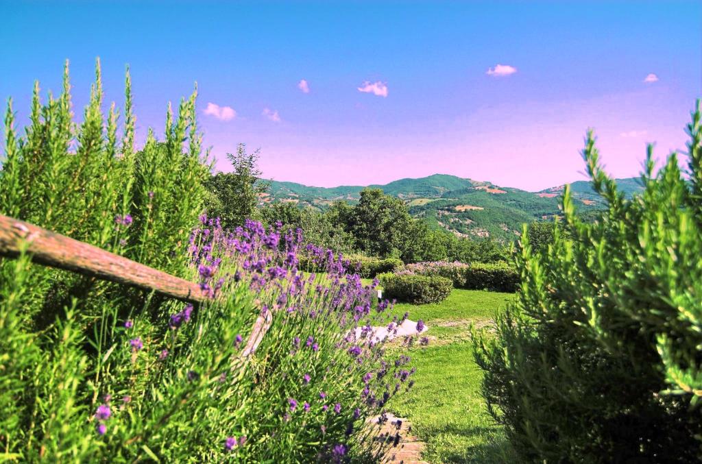 アッシジにあるAgriturismo La Castellanaの山を背景に紫色の花畑