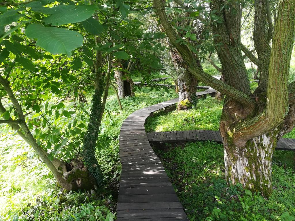 Zahrada ubytování Vila Davidovic-Fruska gora