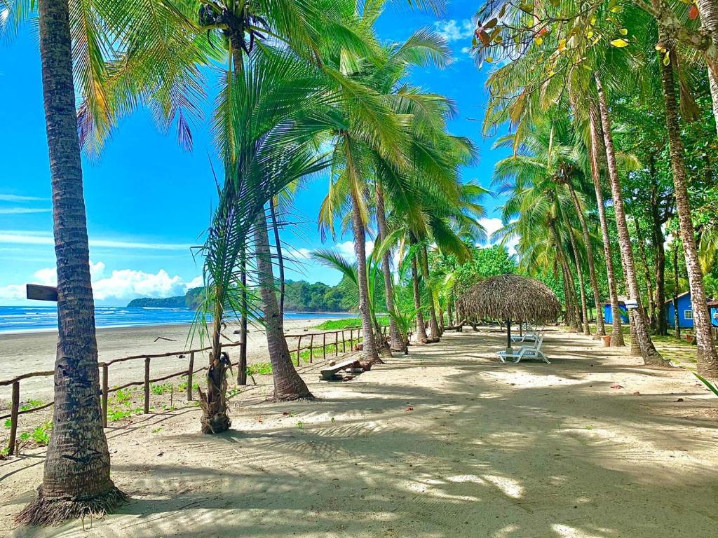 eine Reihe von Palmen an einem Sandstrand in der Unterkunft Hotel Oasis & Surf Camp in Santa Catalina