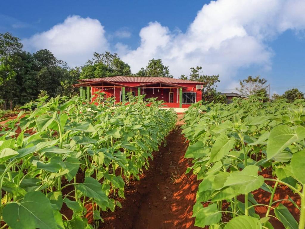 a field of tobacco with a red building in the background at AARYA FARM in Bhom