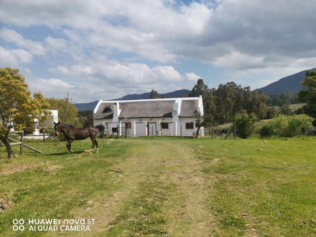 a horse standing in a field in front of a building at Riviera Cottage in Tulbagh